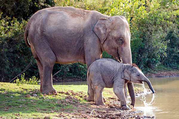हाथियों पर होने वाली मानवीय बर्बरता को खत्म करने सरकार बनाई योजना