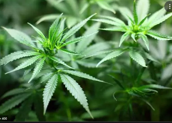 जर्मनी में मिली गांजे के इस्तेमाल की मंजूरी,दुनिया के कई में Cannabis है वैध