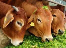 प्रदेश के लिये 11 और 16 अक्टूबर होगा ऐतिहासिक दिन