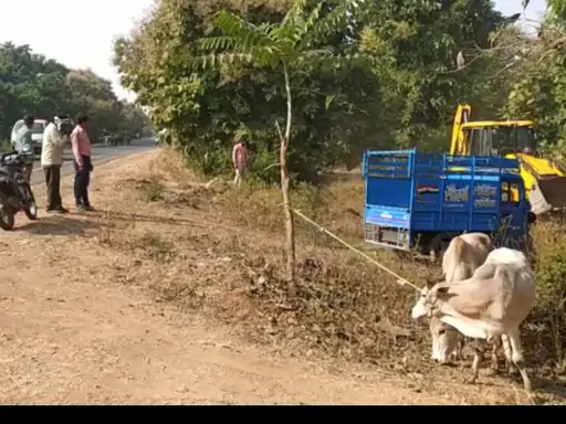 गायों के कटे सिर और बोरों में भरा गोमांस मिला:जंगल में मौके से दो कुल्हाड़ी बरामद; कुछ जिंदा गायें बंधी मिली