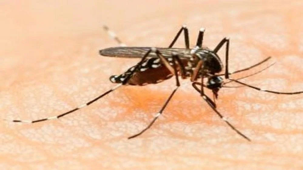 डेंगू से एक और मौत!:भोपाल में 10 दिन में तीसरी डेथ; निजी अस्पतालों को टेस्ट