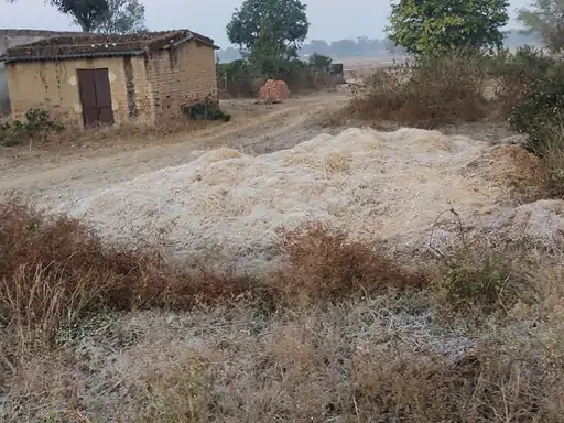छत्तीसगढ़ में जम गई ओस:जशपुर में न्यूनतम तापमान 5.2 डिग्री पहुंचा, पूरे सरगुजा में कड़ाके की ठंड, पेंड्रा-कवर्धा भी ठिठुरे, रायपुर-बिलासपुर में हालात सामान्य