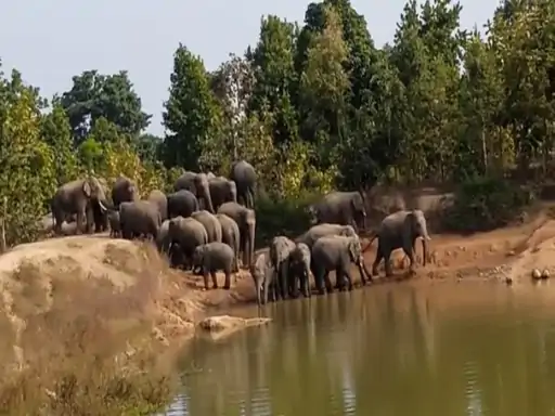 हाथियों ने महिला को कुचलकर मारा:दल में दर्जनभर शावक और 10 दंतैल समेत 43 हाथी