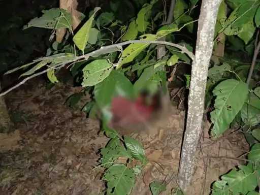 तेंदुए ने किया महिला का शिकार:जंगल में मिला क्षत-विक्षत शव; संजय गांधी राष्ट्रीय उद्यान से आने की आशंका