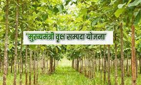 बलरामपुर : मुख्यमंत्री वृक्ष संपदा योजना अंतर्गत अब तक 1395 हितग्राही हुए चयनित