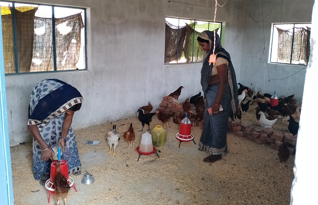 गौठान में व्यावसायिक तौर पर मुर्गी पालन करके समूह की महिलाओं को मिला स्वरोजगार