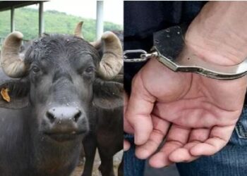 58 साल पहले चुराई थी भैंस, पुलिस ने अब किया गिरफ्तार; बूढ़ा हो गया आरोपी