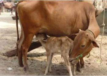 घर पर उपलब्ध होगी पशुओं के कृत्रिम गर्भाधान की सुविधा, 10वीं पास कर सकेंगे आवेदन; 3 महीने तक होगी ट्रेनिंग