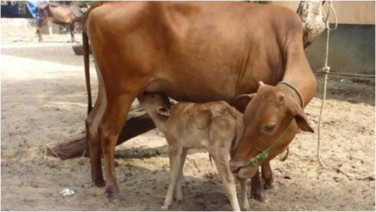 घर पर उपलब्ध होगी पशुओं के कृत्रिम गर्भाधान की सुविधा, 10वीं पास कर सकेंगे आवेदन; 3 महीने तक होगी ट्रेनिंग