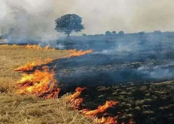 आठ दिन में बढ़े 25 गुना मामले; पराली जलाने के टूटे सारे रिकॉर्ड, खराब कैटेगरी में सभी शहरों का AQI