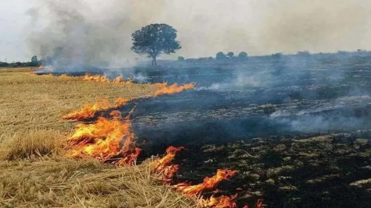 आठ दिन में बढ़े 25 गुना मामले; पराली जलाने के टूटे सारे रिकॉर्ड, खराब कैटेगरी में सभी शहरों का AQI