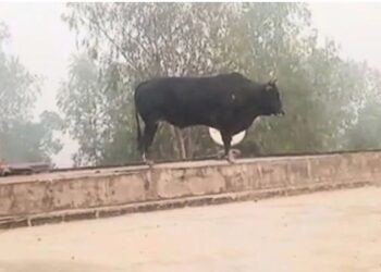 पशुधन मंत्री के इलाके में छत पर चढ़े सांड का उपद्रव, उतारने के लिए बुलाई गई JCB