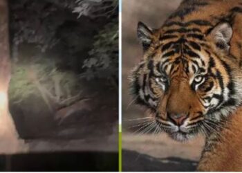 उत्तराखंड में 7 हजार फीट ऊंचाई वाले पहाड़ पर कैसे चढ़ रहे हैं बाघ? मूवमेंट से वन अधिकारी भी हैरान