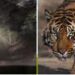 उत्तराखंड में 7 हजार फीट ऊंचाई वाले पहाड़ पर कैसे चढ़ रहे हैं बाघ? मूवमेंट से वन अधिकारी भी हैरान
