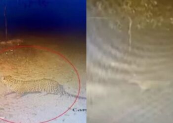 एयरपोर्ट पर फिर दिखा गुलदार, टर्मिनल क्षेत्र में कुत्तों के पीछे भागा, CCTV में कैद हुई तस्वीर