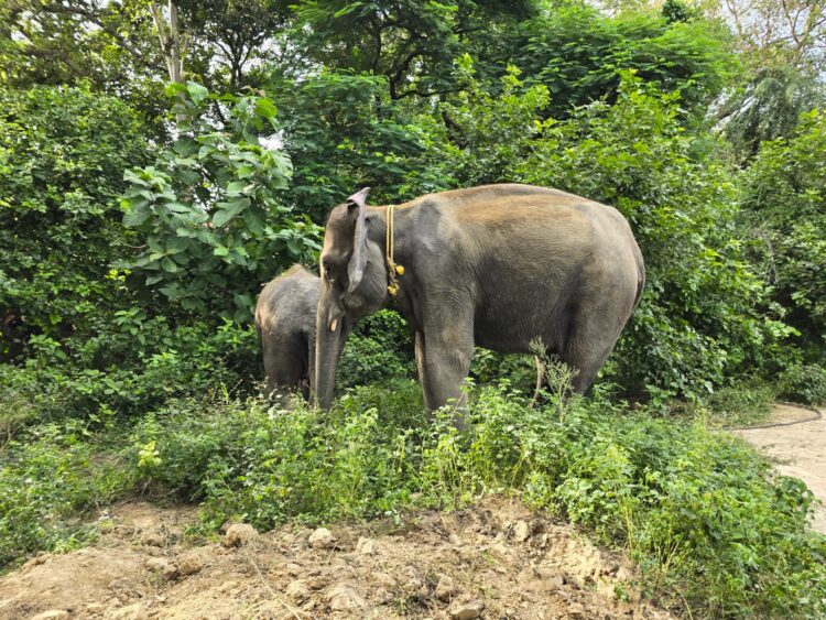 ऑपरेशन टाइगर : लखीमपुर खीरी के आदमखोर बाघ को पकड़ने में मदद करेंगी हथिनी डायना और सुलोचना