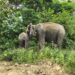 ऑपरेशन टाइगर : लखीमपुर खीरी के आदमखोर बाघ को पकड़ने में मदद करेंगी हथिनी डायना और सुलोचना