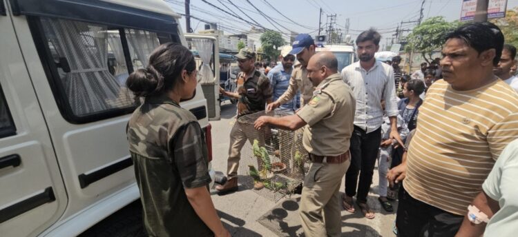 फॉरेस्ट की टीम ने चिकन सेंटर पर मारा छापा, पिंजरे में रखे मिले दर्जनों तोते; मच गया हड़कंप